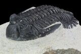Bargain, Hollardops Trilobite - Visible Eye Facets #92069-4